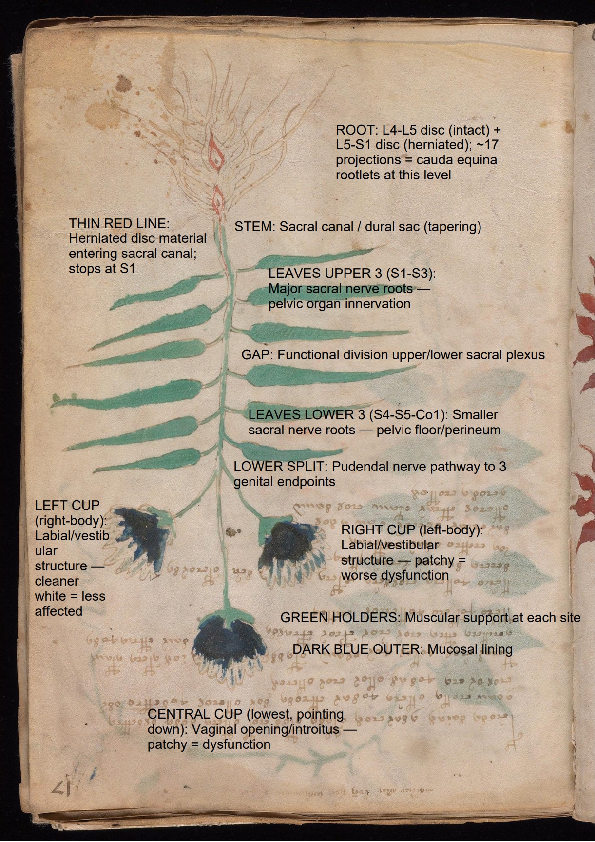 Labelled diagram of Folio 17r